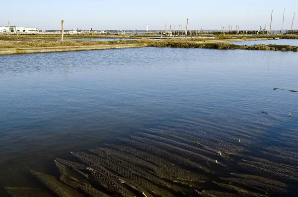 Pool of Oyster farm Stock Picture