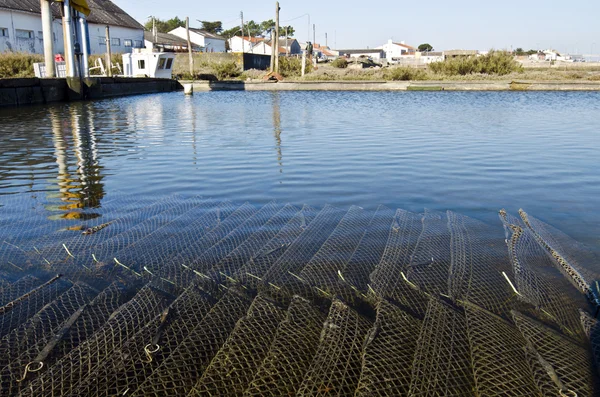 Oyster farm with growing oysters in cages underwater Stock Photo