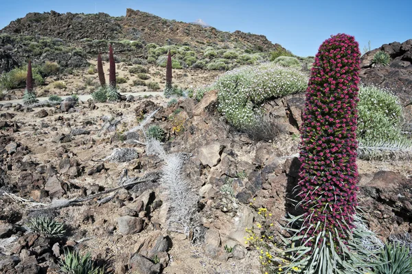 Echium wildpretii flores en el parque nacional de Tenerife — Foto de Stock