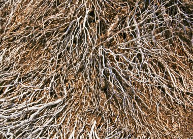 Ölü kurutulmuş bitki dal harfi sesli harf yerdeki paterni