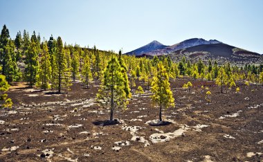 Pico Vieho ve Batı kanadını üzerinden Teide Dağı