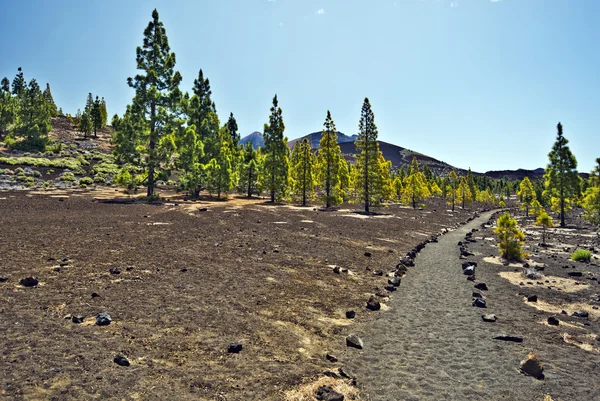 Walking pass via Mount Teide in western flank — Stock Photo, Image