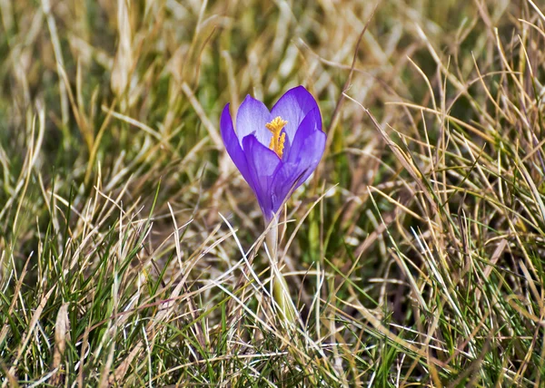 Crocus nudiflorus virág a Pireneusok hegységben — Stock Fotó