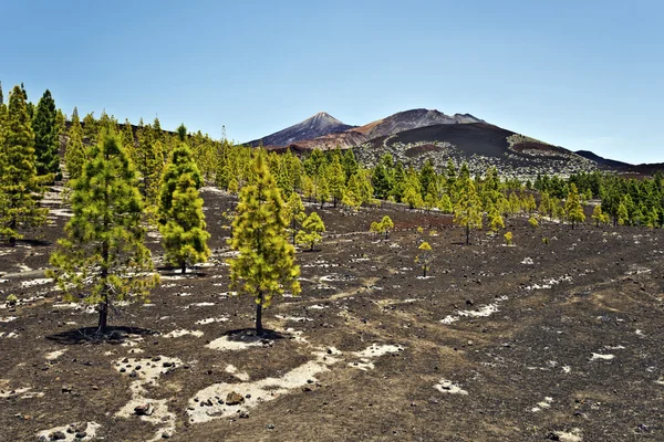 Pine forest in volcanic slope in Teide national Pack — Stock Photo, Image