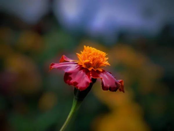 Цветок Размытым Фоном — стоковое фото