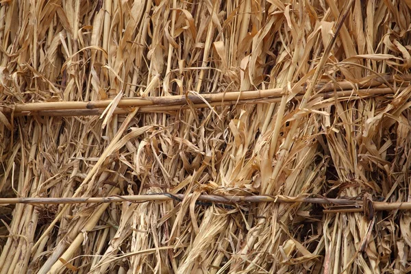 Dry Corn Straw — Stock Photo, Image