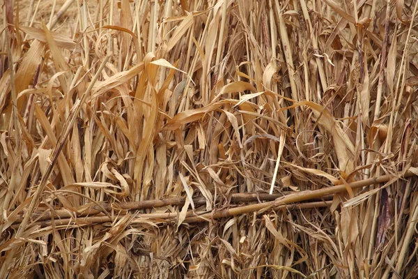 Dry Corn Straw — Stock Photo, Image
