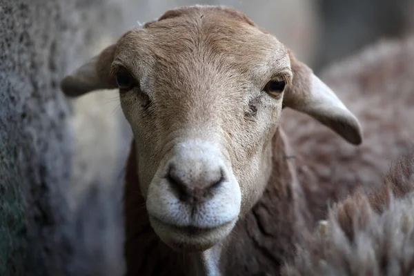 Φωτογραφία ενός κεφαλιού πρόβατα — Φωτογραφία Αρχείου