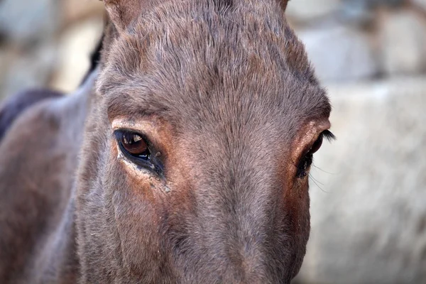 Photo of a donkey head — Stock Photo, Image