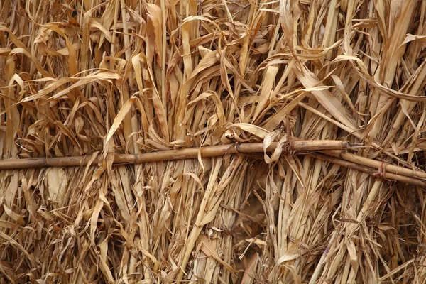 Dry Corn Straw — Stock Photo, Image