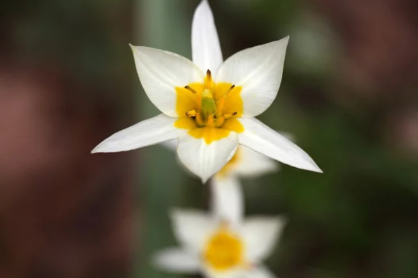 Die wilde Tulpe tulipa turkestanica — Stockfoto