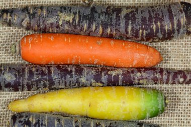 Farklı renkli havuç