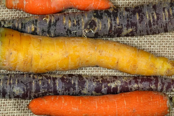 Zanahorias de diferentes colores —  Fotos de Stock