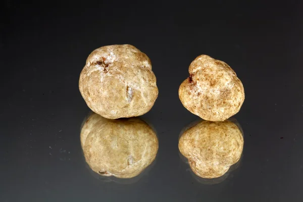 Witte truffels Tuber oligospermum — Stockfoto