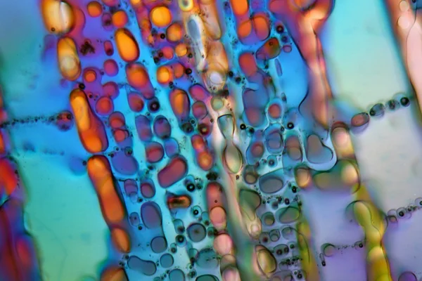 Gelo ao microscópio — Fotografia de Stock