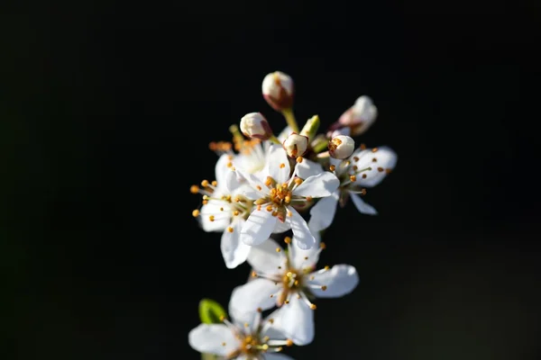 Flowers of a Blackthorn bush — Stock Photo, Image