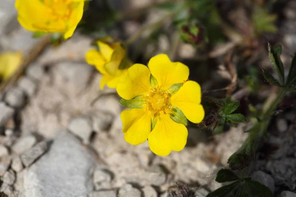 Flowers of a spring cinquefoil — Stock Photo, Image