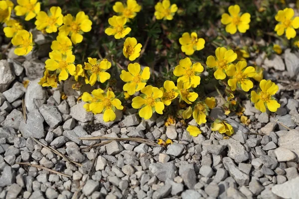 Flores de uma folha de cinquefoil de primavera — Fotografia de Stock