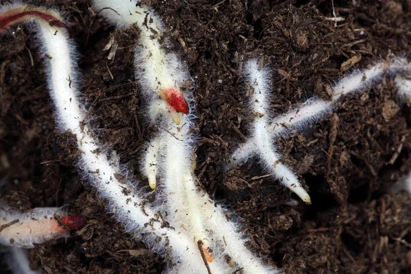 根在褐色庭院土壤 — 图库照片