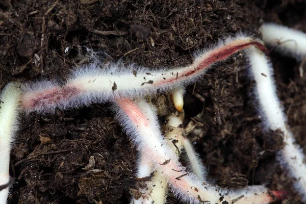 Roots in brown garden soil — Stock Photo, Image