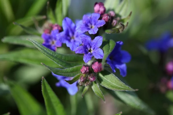Flowers of Purple Gromwell — Stock Photo, Image