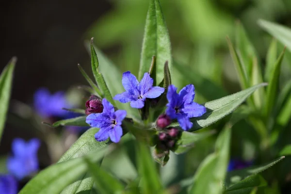 Flores de Purple Gromwell — Foto de Stock