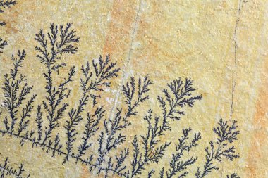 Dendritik minerallerin demir ve Manganez oksit