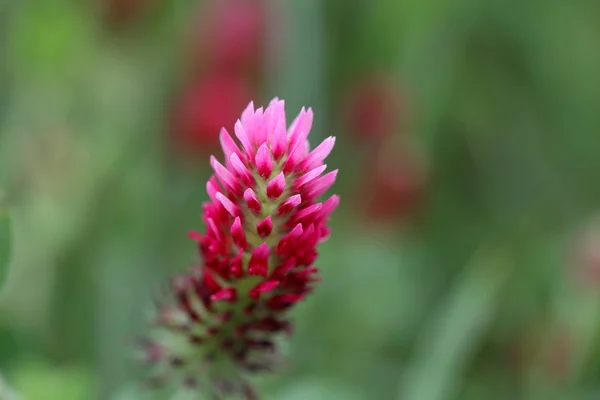 クリムゾン クローバーの花 — ストック写真