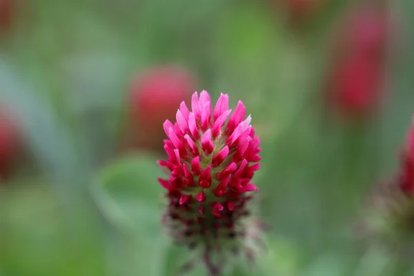 Flores de Trébol Carmesí — Foto de Stock