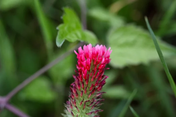 クリムゾン クローバーの花 — ストック写真
