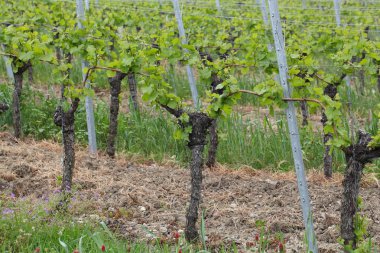 Üzüm bağında üzüm bağları
