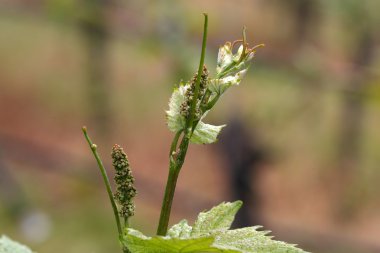 Üzüm asma taze lahanası