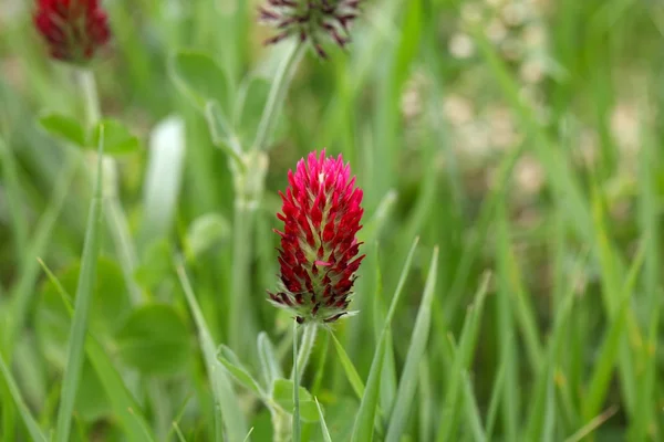 Flores de trevo carmesim — Fotografia de Stock