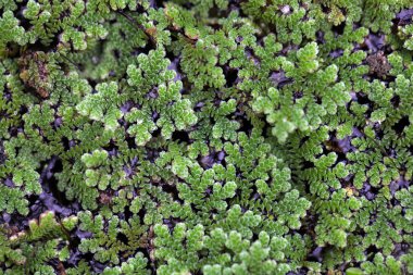 Su eğrelti otları, Azolla sp.