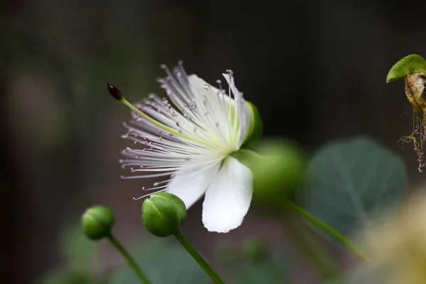 케이 퍼 부시, Capparis spinos의 꽃. — 스톡 사진