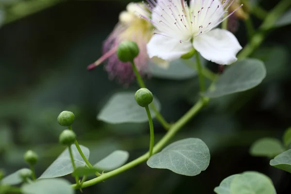 Brotes del arbusto alcahuete, Capparis spinos . —  Fotos de Stock