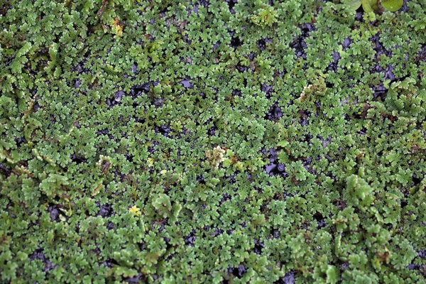 Samambaias, Azolla sp. . — Fotografia de Stock