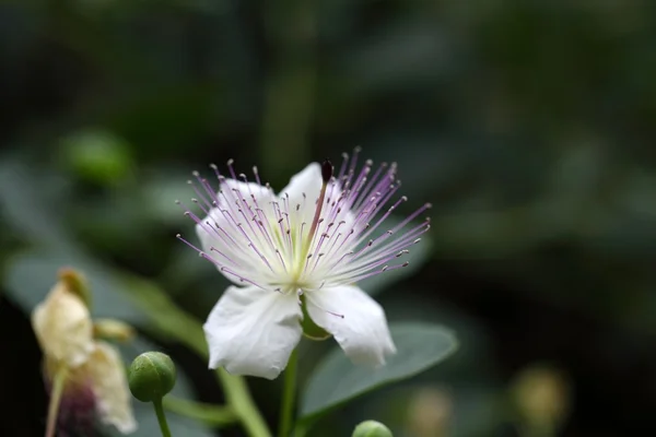 Flor del arbusto alcahuete, Capparis spinos . —  Fotos de Stock