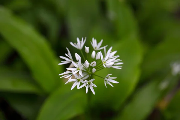 Дикий часник або єменці Allium ursinum — стокове фото