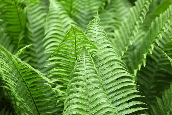 Foglie di felci Polystichum — Foto Stock