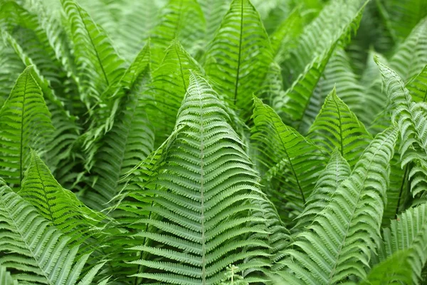 Foglie di felci Polystichum — Foto Stock