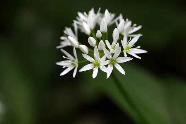Usturoi sălbatic sau ramson Allium ursinum — Fotografie, imagine de stoc