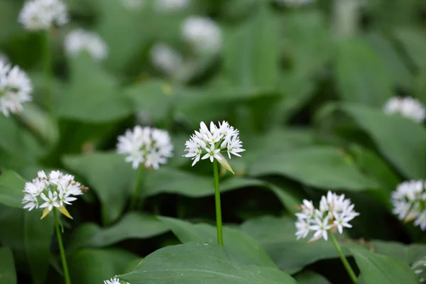 Usturoi sălbatic sau ramson Allium ursinum — Fotografie, imagine de stoc