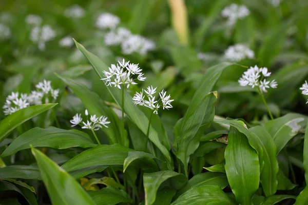 Дикий чеснок или рамсоны Allium ursinum — стоковое фото