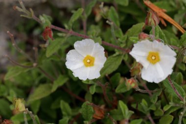 Bilge bir çiçeğin terk ettiği kaya gülü, Cistus salviifolius