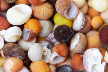 Arka plan ya da doku olarak, Brittany 'den farklı renkli plaj salyangozları. 