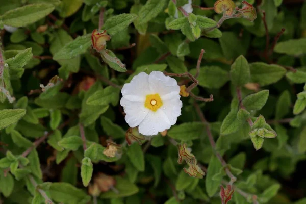Flower Sage Leaved Rock Rose Cistus Salviifolius — Stock Photo, Image