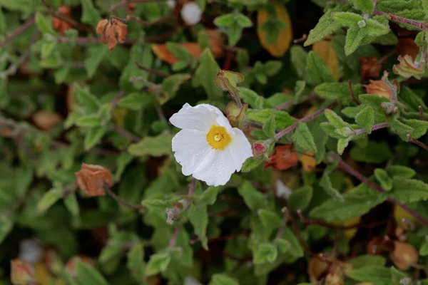 Flower Sage Leaved Rock Rose Cistus Salviifolius — Stock Photo, Image