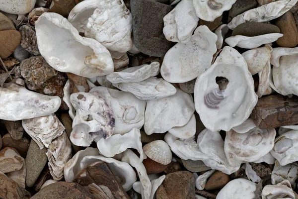 White Oyster Shells Pebbles Beach — Stock Photo, Image