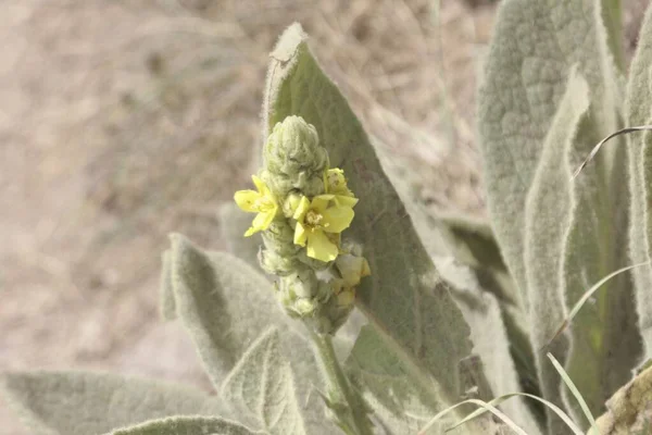 Flower Great Mullein Plant Verbascum Thapsus — Stock Photo, Image